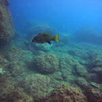 DCIM100GOPROGP010744.JPG