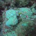 DCIM100GOPROGP010782.JPG